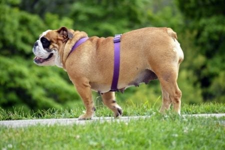 Helping Your Pet Lose Weight